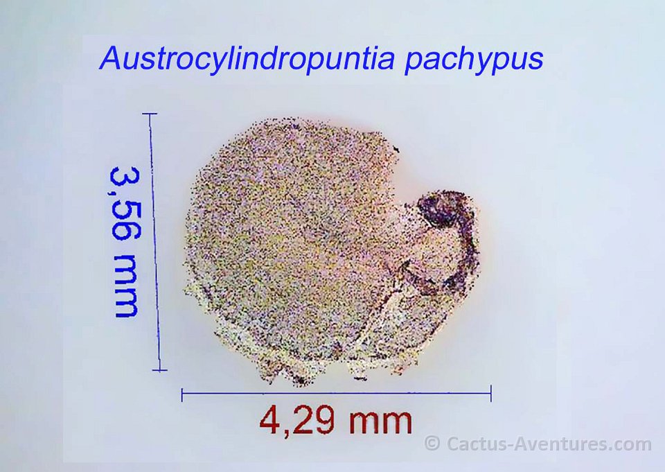 Austrocylindropuntia pachypus